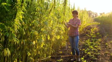 Caucasian female farmer checking industrial hemp stalks at field sunset time somewhere in Ukraine